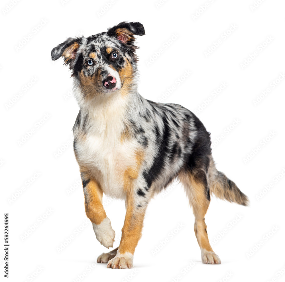 Standing alert Blue merle australian shepherd  looking at the camera, isolated on white