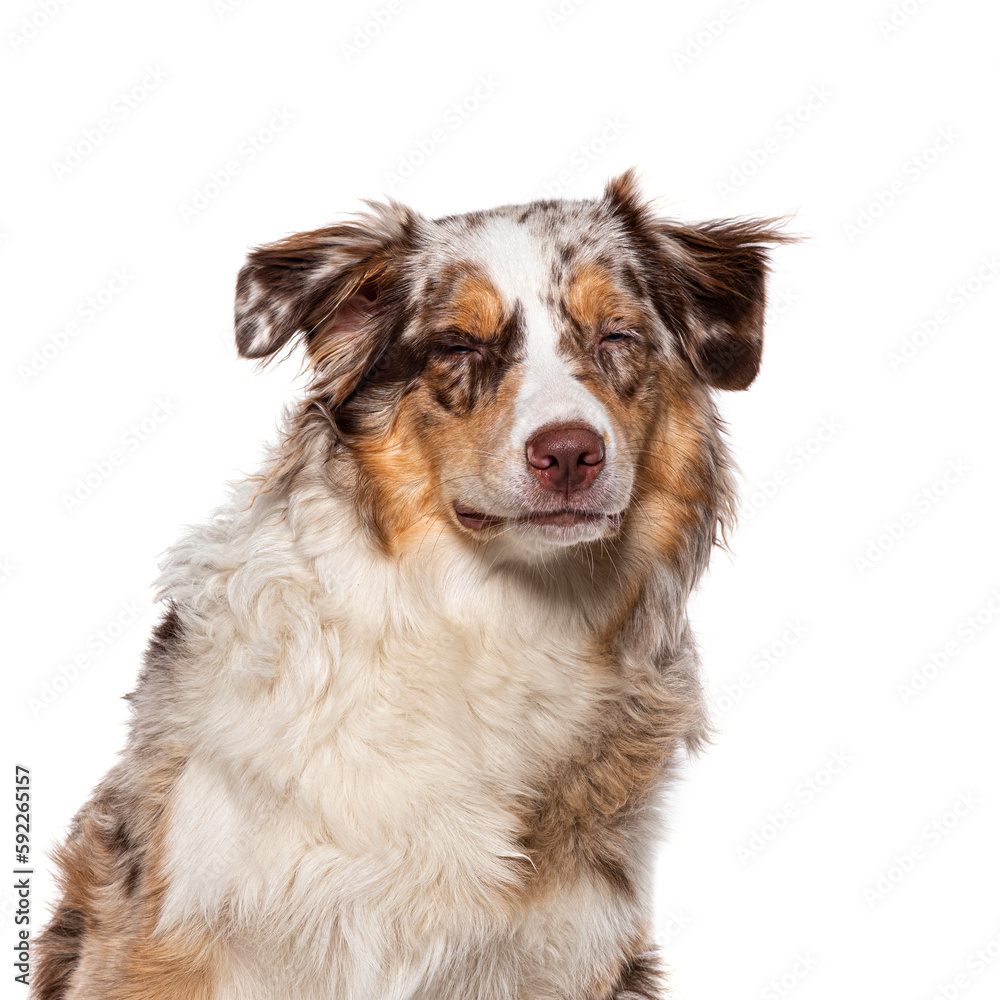 Head shot of a Eyes closed red merle Young Australian Shepherd, isolated on white