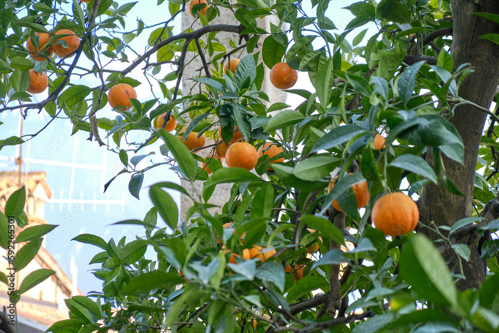 Limone, Lake Garda, Italy, Europe, the view of a limonaia (Lemon and Orange) in Limone del Garda