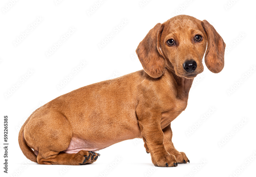 Side view on a Three months old puppy brown shorthair Dachshund dog looking at the camer, sitting , isolated on white