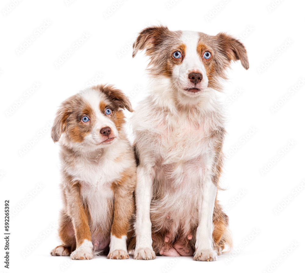 Mother and Puppy red merle blue eyed Bastard dog cross with an australian shepherd and unknown breed, isolated on white