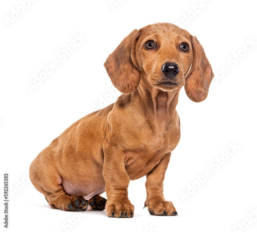 Three month old puppy brown shorthair Dachshund  isolated on white