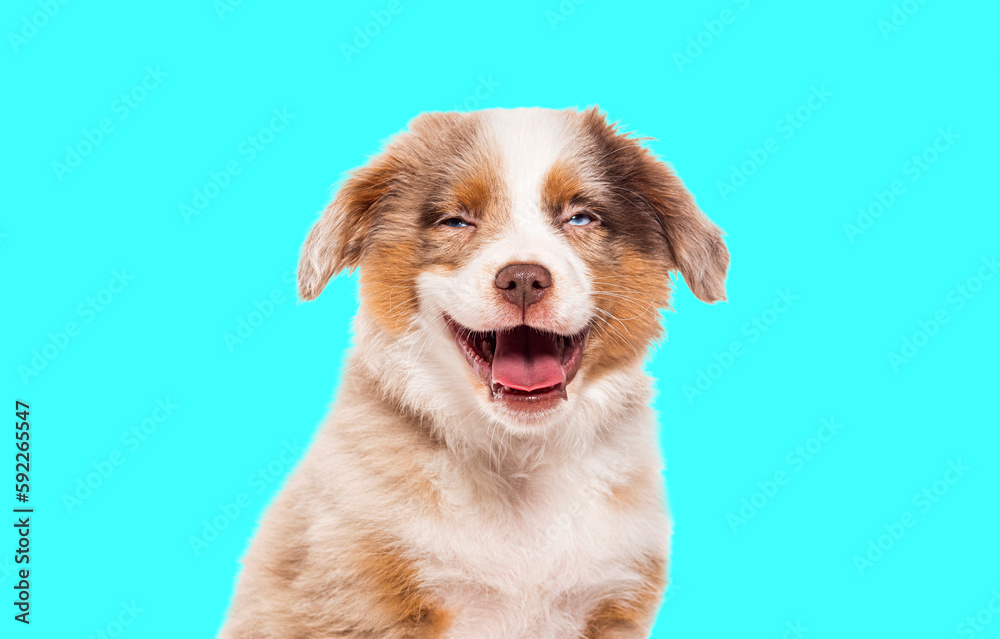 Happy three months old Puppy red merle Bastard dog cross with an australian shepherd and unknown breed agaisnt blue background