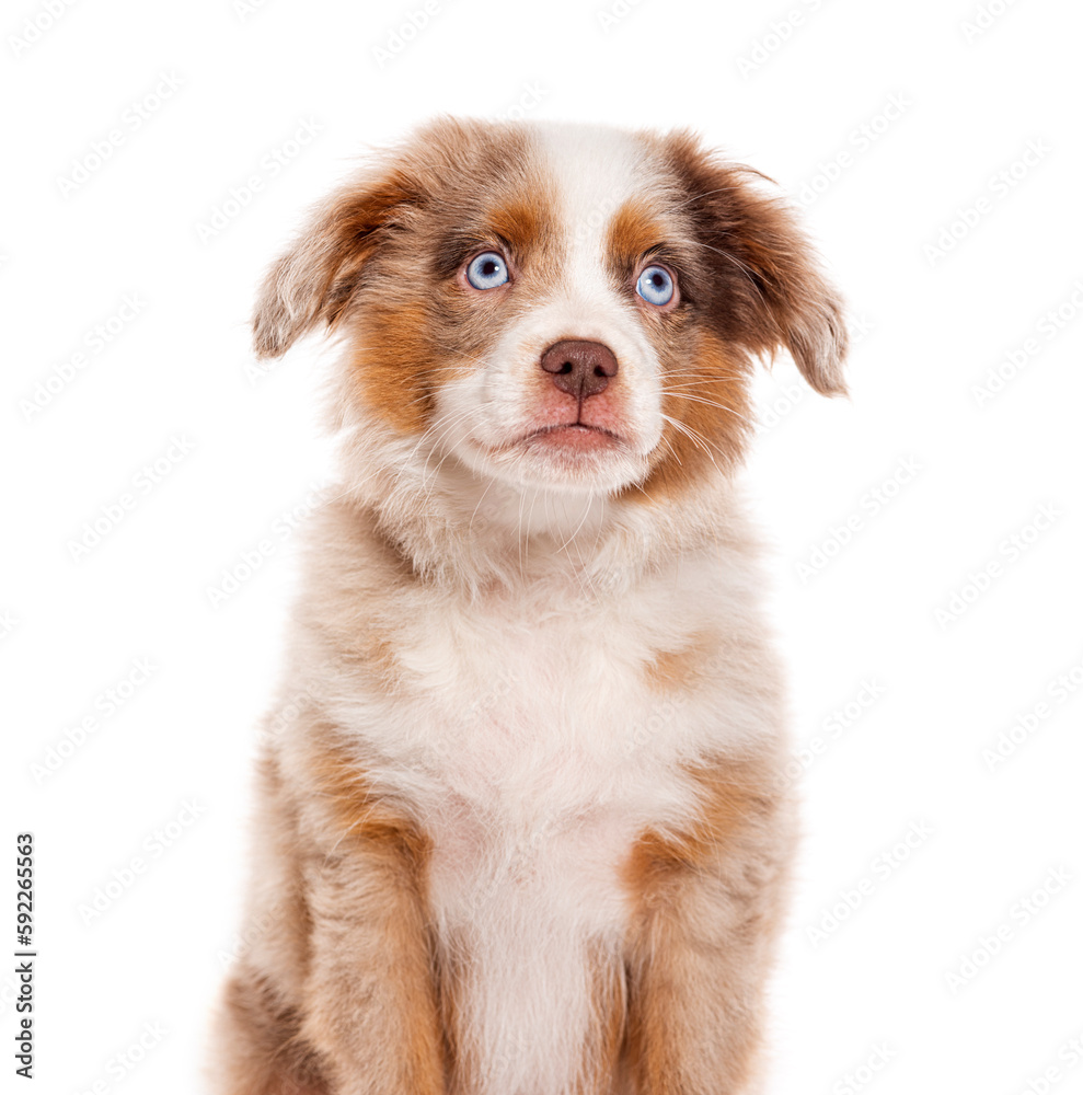 three months old Puppy red merle Bastard dog  blue eyedcross with an australian shepherd and unknown breed, isolated on white