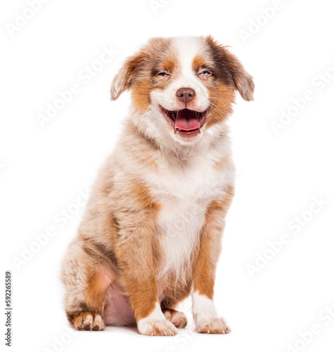Fototapeta Naklejka Na Ścianę i Meble -  Happy three months old Puppy red merle Bastard dog cross with an australian shepherd and unknown breed, isolated on white