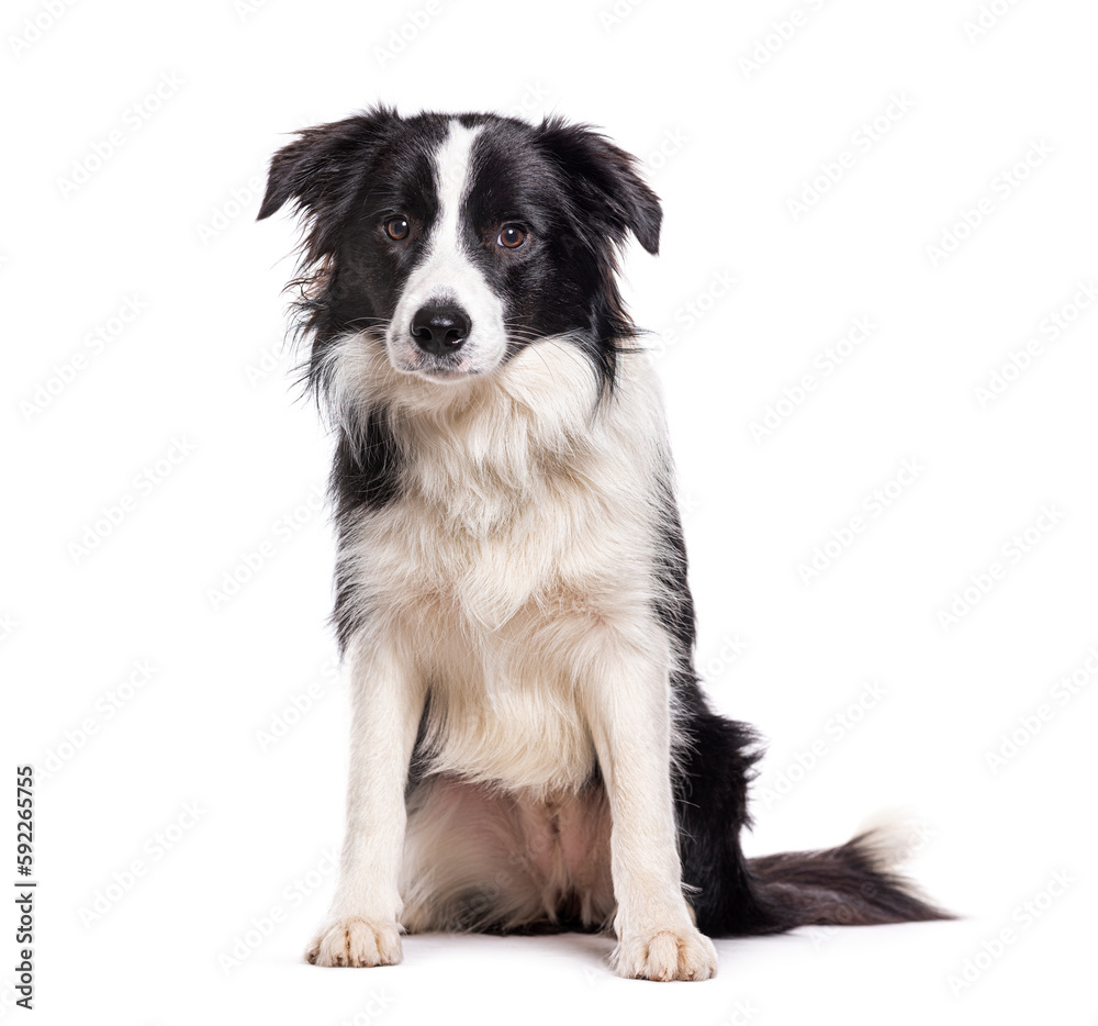 Sitting Young Border collie dog, isolated on white