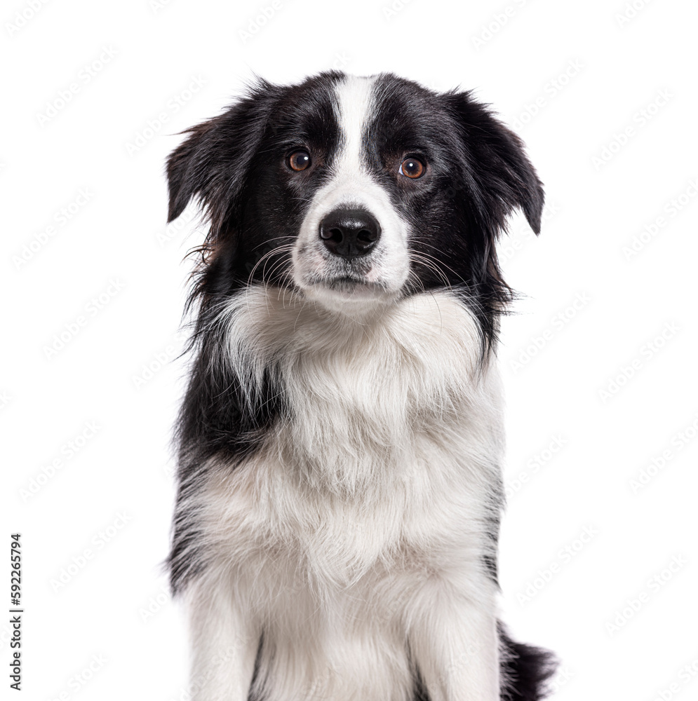 Head shot of a Young Border collie, isolated on white dog