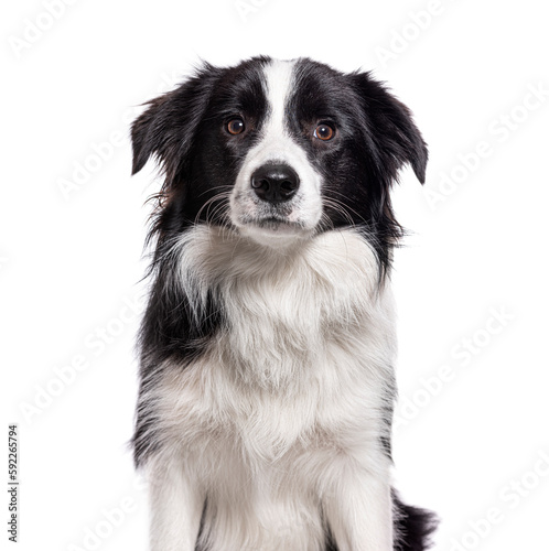 Head shot of a Young Border collie, isolated on white dog © Eric Isselée
