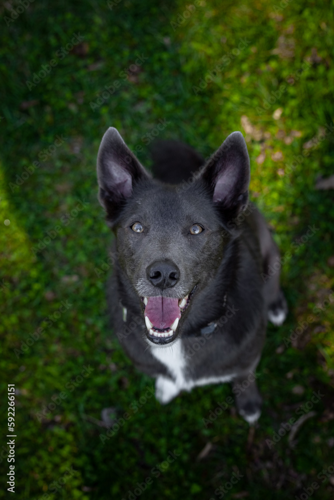 Fototapeta premium Gray dog with white spots on the green grass in the park