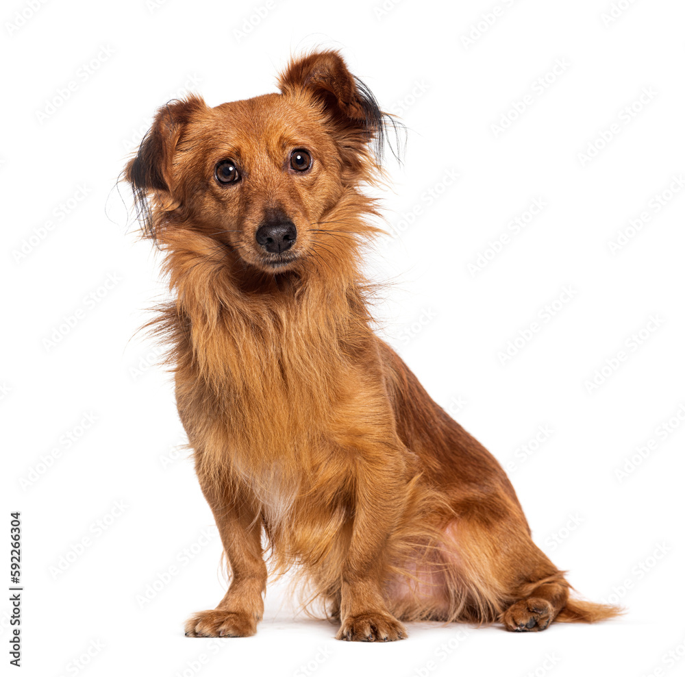 Mixed-breed dog, chihuahua with spitz, isolated on white