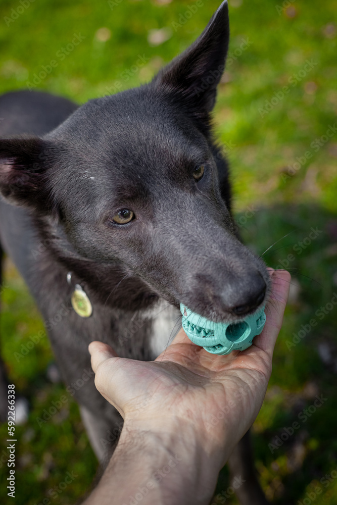 A gray dog plays with a green ball in the hands of a man in the park