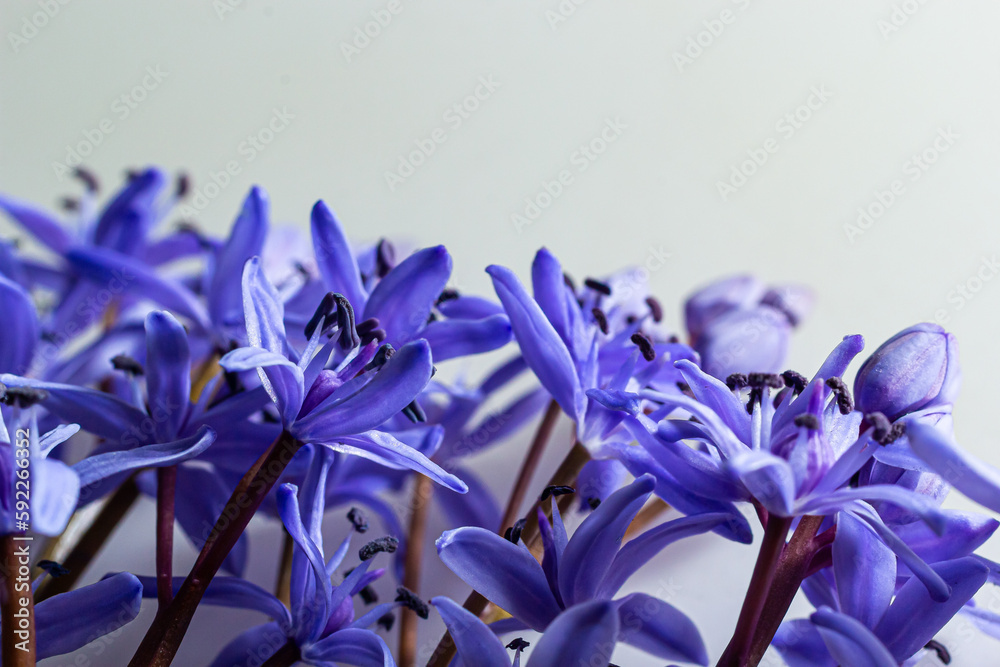 Flower design - floral border made of Scilla bifolia two-leaf squill or alpine squill isolated on white background with space for text. Spring decoration