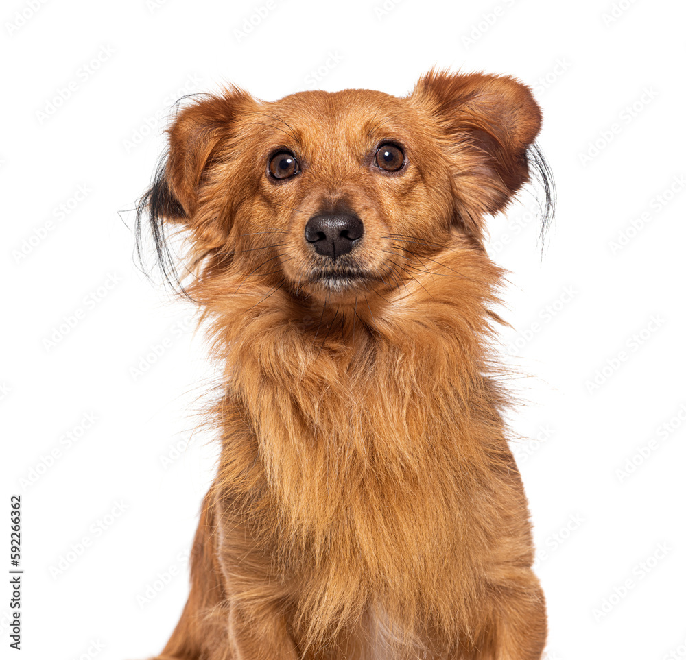 Mixed-breed dog chihuahua with spitz, isolated on white