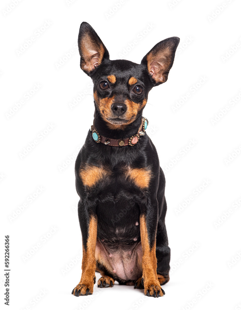Miniature Pinscher wearing a dog collar, isolated on white Miniature Pinscher wearing a dog collar, isolated on white