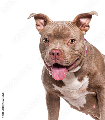 Head shot of a panting American Bully, isolated on white © Eric Isselée