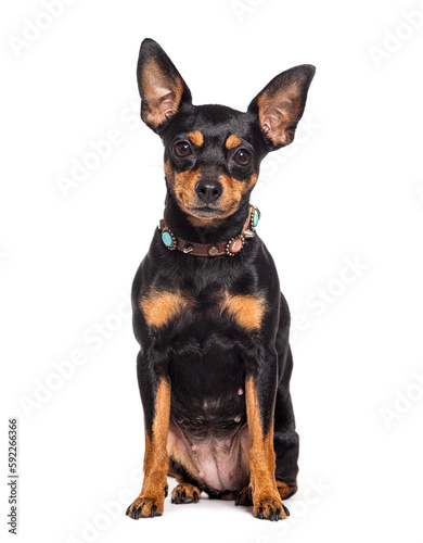Miniature Pinscher wearing a dog collar, isolated on white