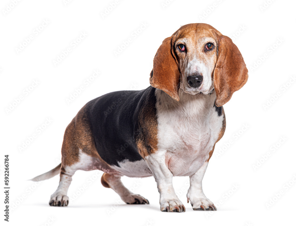 Young Norman Artesian Basset dog, isolated on white