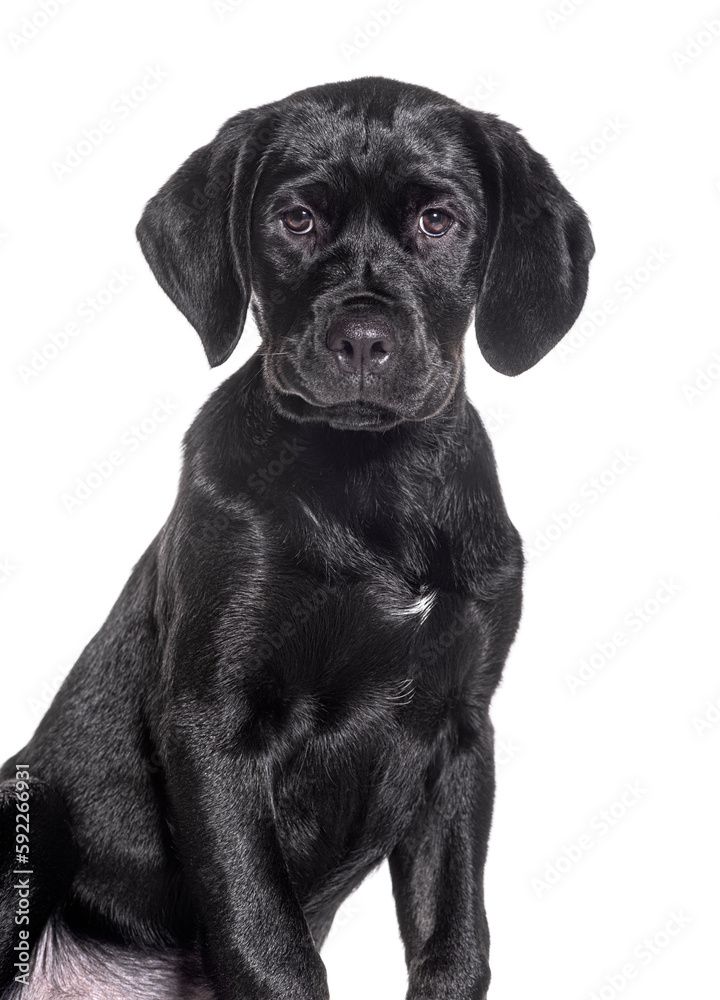 Black Mongrel dog, ten weeks old, isolated on white Black Mongrel dog, ten weeks old, isolated on white
