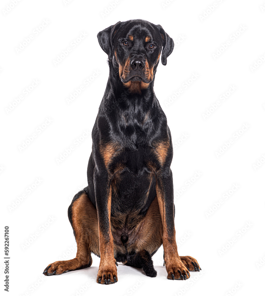 Bastard dog, rottweiler cross with boxer, isolated on white