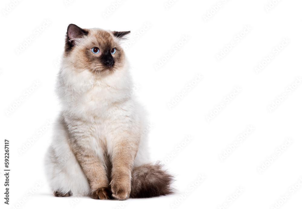 Unhappy Seal point ragdoll cat blue eyed looking away the copy space area, isolated on white Unhappy Seal point ragdoll cat blue eyed looking away the copy space area, isolated on white