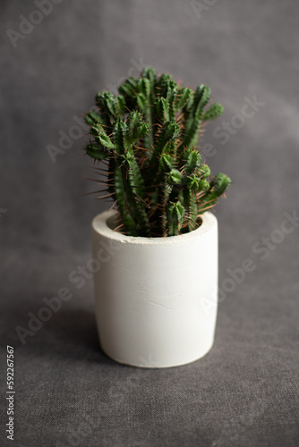 Home plants potted cactus on gray fabric background