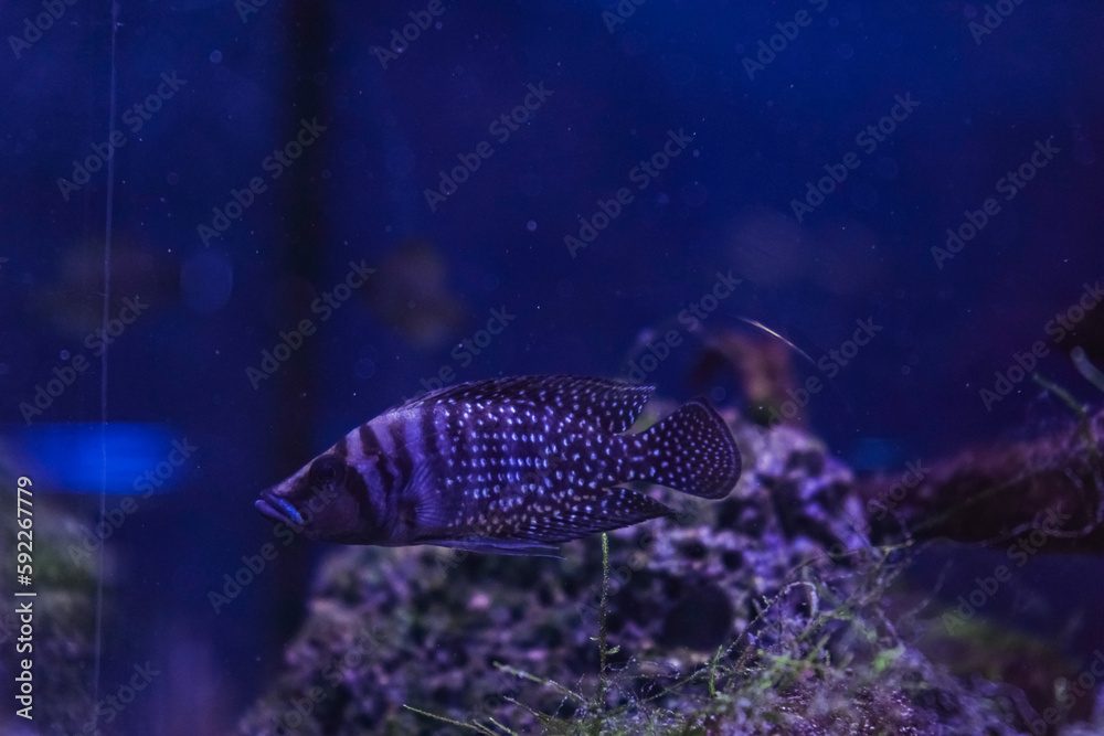 Discus, colorful cichlids in the aquarium, freshwater fish that lives in the Amazon basin. Colored, bright fish in the aquarium. A variety of marine fish. Discus, colorful cichlids in the aquarium, freshwater fish that lives in the Amazon basin. Colored, bright fish in the aquarium. A variety of marine fish.