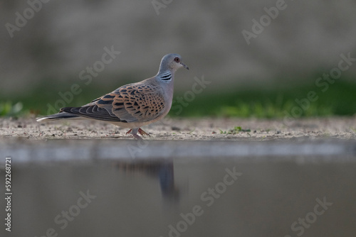 European turtle dove