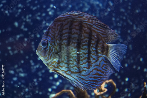 Discus, colorful cichlids in the aquarium, freshwater fish that lives in the Amazon basin. Colored, bright fish in the aquarium. A variety of marine fish.