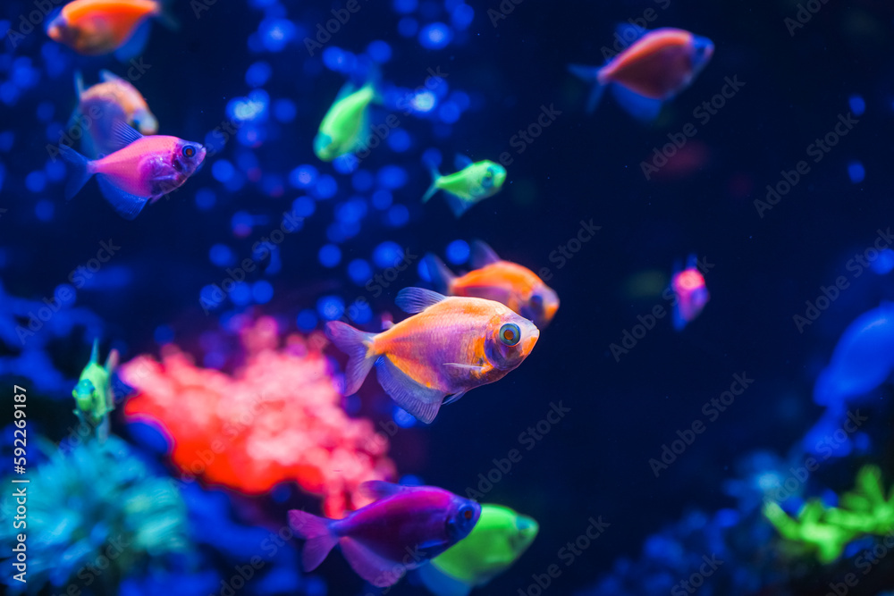 A flock of beautiful neon glowing fish in a dark aquarium with neon light.  Glofish tetra. Blurred background. Selective focus. Underwater life. Stock  Photo