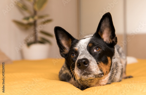 Blue heeler dog laying on a bed with a yellow blanket. Life with dog. Pet Friendly home © OlgaOvcharenko