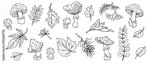 Linear sketch, coloring of fly agaric mushrooms and, autumn leaves, forest plants. Vector graphics.
