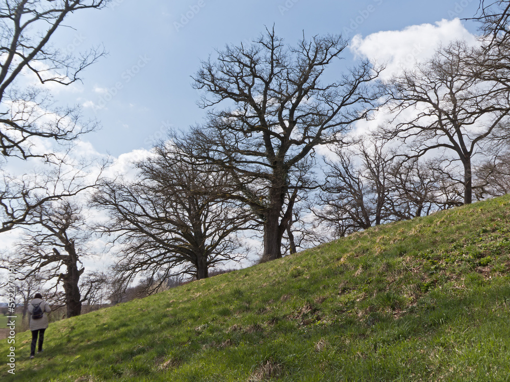 Hain mit alten Eichenbäumen vor bewölktem Himmel im Frühjahr Hain mit alten Eichenbäumen vor bewölktem Himmel im Frühjahr
