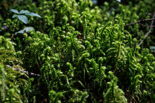Close up texture of green forest moss. Green natural nature