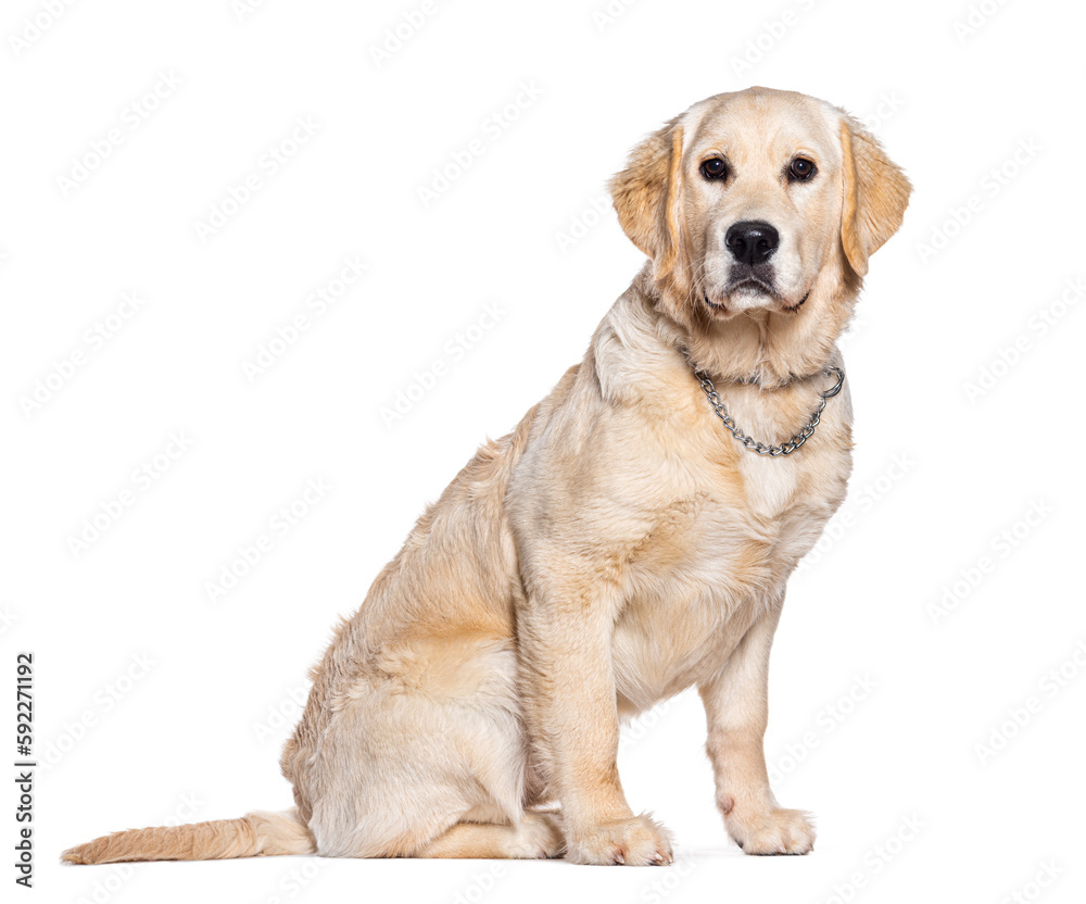 Young cream Golden Retriever wearing a collar chain, sitting and looking at camera, isolated on white