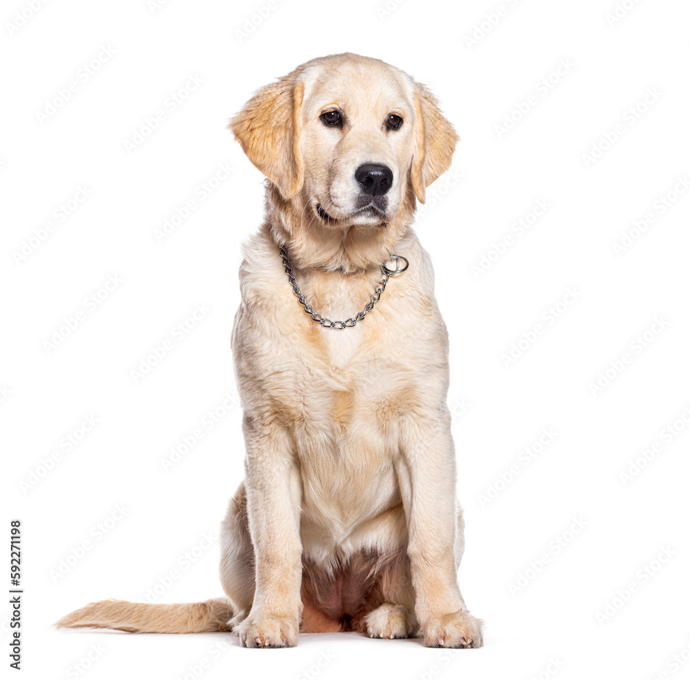 Young Golden Retriever wearing a collar chain, isolated on white Young Golden Retriever wearing a collar chain, isolated on white