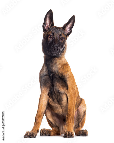 Young Malinois sitting isolated on white background