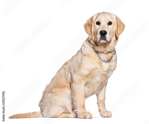 Young cream Golden Retriever wearing a collar chain, sitting and looking at camera, isolated on white