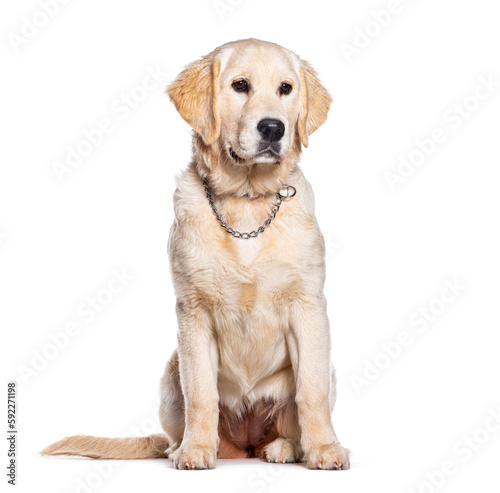 Young Golden Retriever wearing a collar chain, isolated on white