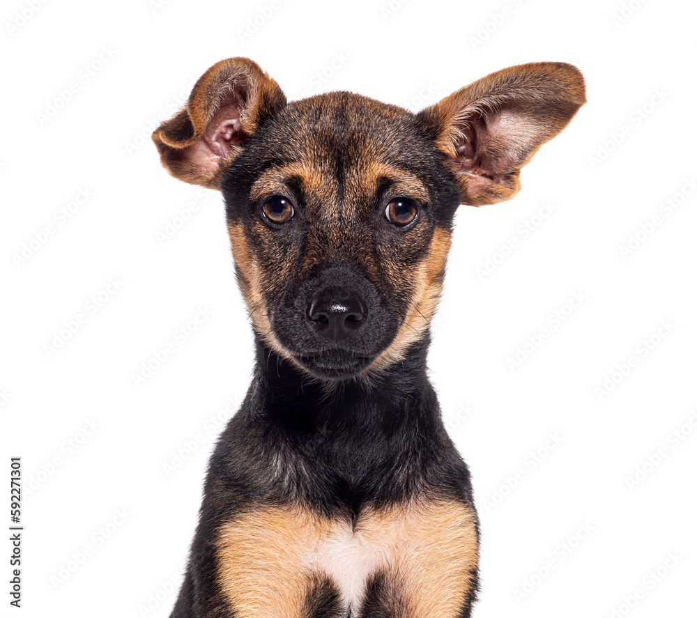 Head shot of a Young Royal Bourbon dog , isolated on white