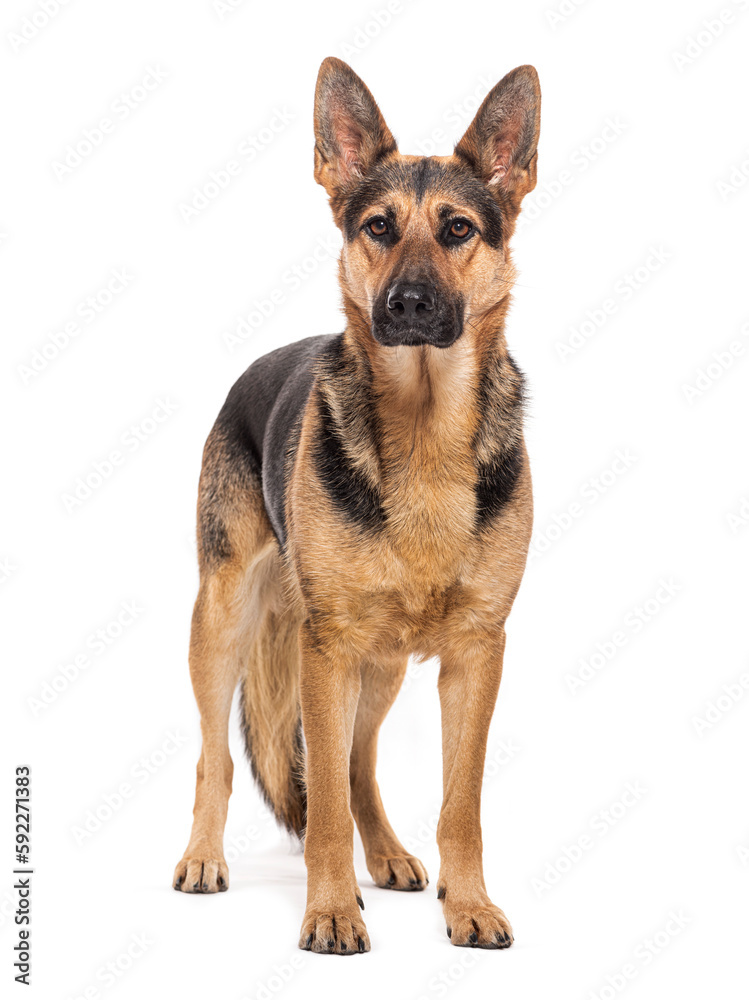 standing German shepherd dog looking at the camera, isolated on white