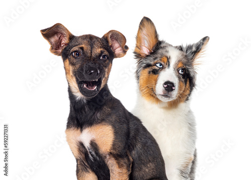 Two dogs, one is Aggressive and growling showing its fangs, isolated on white