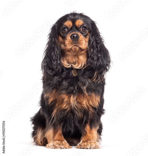 Brown Cavalier king charles spaniel, isolated on white