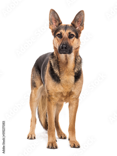 standing German shepherd dog looking at the camera  isolated on white