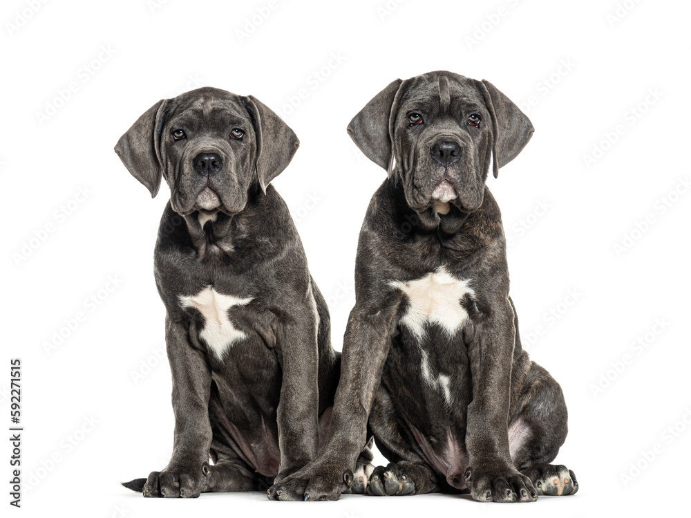 Cane corso puppies dog, Twelve weeks old, sitting together, isolated on white Cane corso puppies dog, Twelve weeks old, sitting together, isolated on white