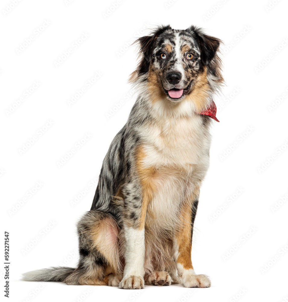 Blue merle australian shepherd sitting wearing a red scarf isolated on white Blue merle australian shepherd sitting wearing a red scarf isolated on white