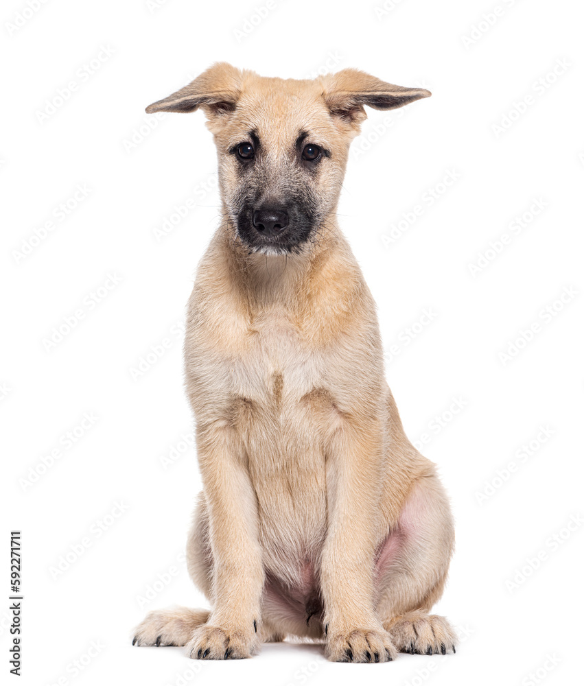 Fototapeta premium Crossbreed dog sitting, isolated on white