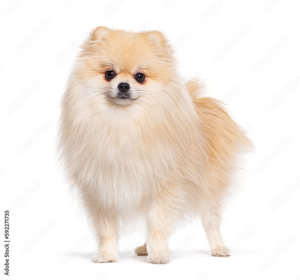 Pomeranian dog standing in front and looking at the camera, isolated on white