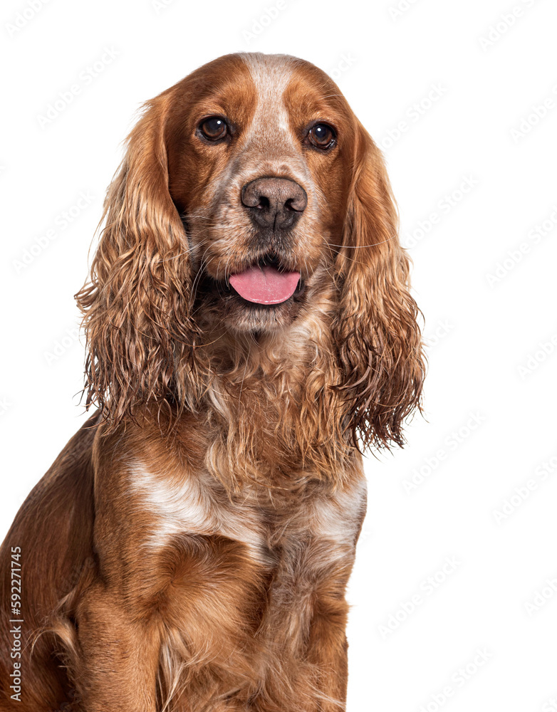 Head shot of a Old Cocker dog graying, Isolated on white