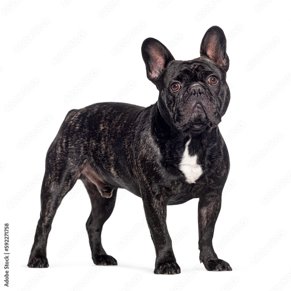 Standing Black french bulldog, Isolated on white