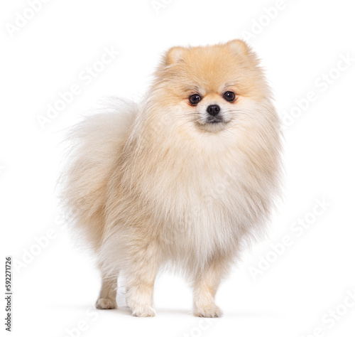 Pomeranian dog standing in front and looking at the camera, isolated on white © Eric Isselée